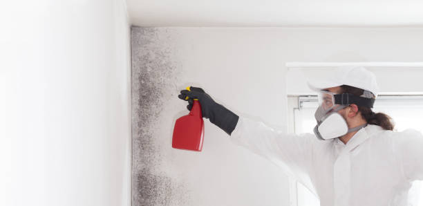 Best White Mold Remediation in Litchfield, MN