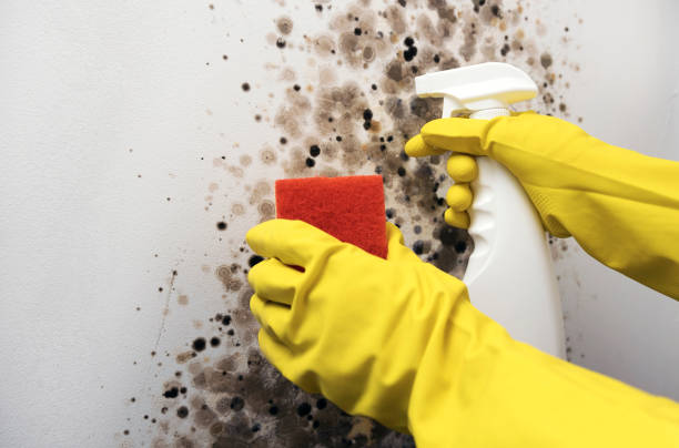 Best Residential Mold Remediation in Litchfield, MN