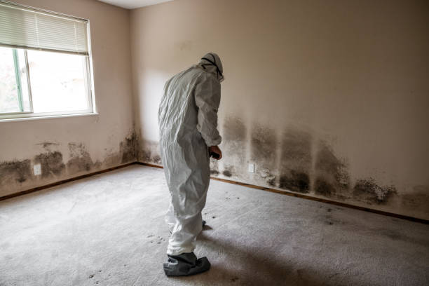Trusted Litchfield, MN Mold Remediation Experts